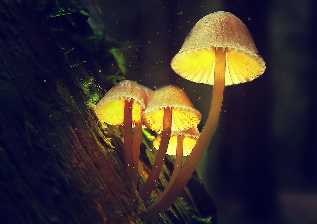 Can Magic Mushrooms Cure Depression?