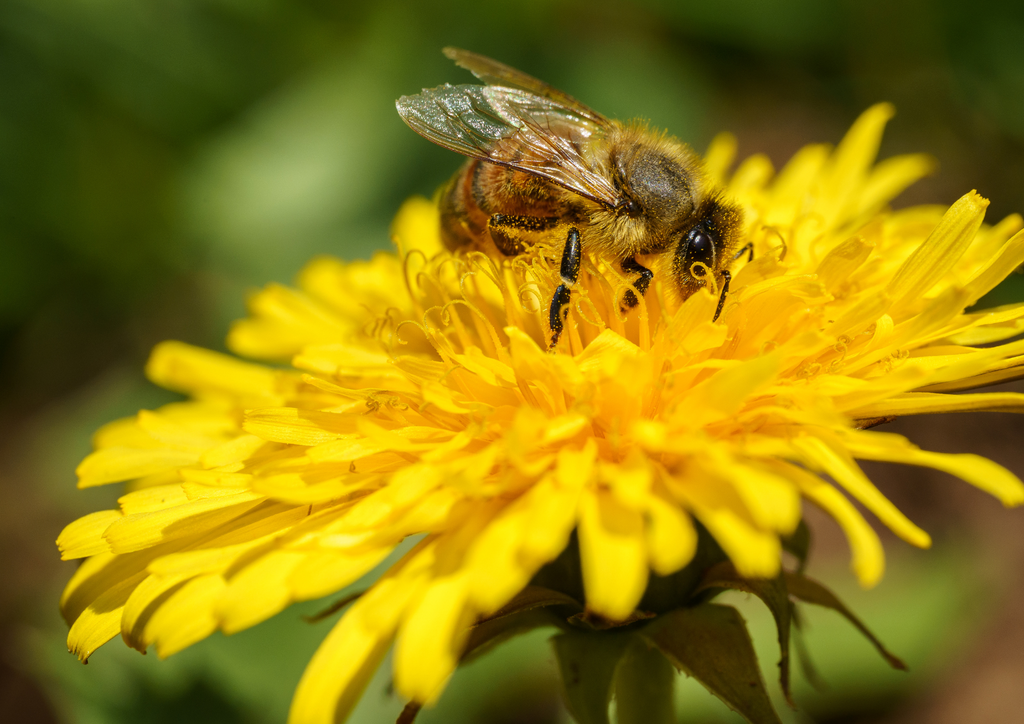 Spiritual Significance of Bees