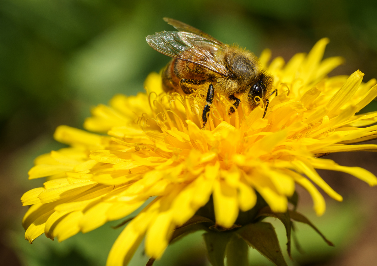 Spiritual Significance of Bees – Bee Better